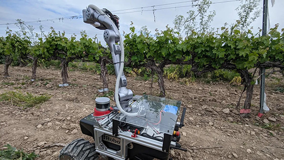 Plataforma robótica con un brazo manipulador que recorre de forma autónoma el viñedo